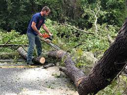 How Our Tree Care Process Works  in  Barre, VT