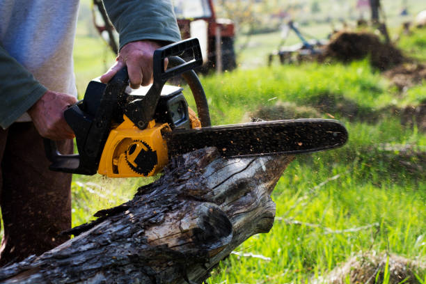 Best Stump Grinding and Removal  in Barre, VT